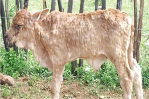 Adsyb`den Yetiştiricilere `Çiçek Hastalığı` Uyarısı