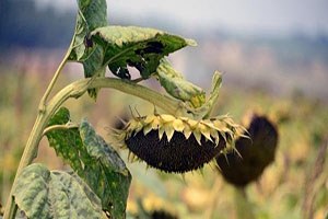 Türkiye yıllık 200 bin ton ayçiçek yağı ithal ediyor