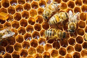 Aydın Arıcılar Birliği, Muğla Arıcılarına Savaş Açtı