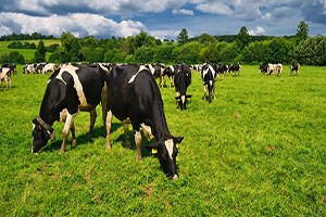 Bakanlık görüşü: İthalat çözüm değil