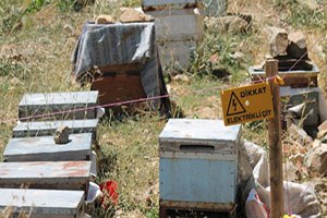 Ballar, Ayılardan Elektrikli Çitlerle Korunuyor