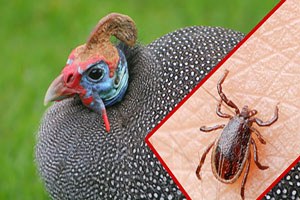 Suşehri`nde Beç Tavuğu Dağıtıldı