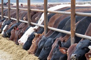 Kırıkkale`de 425 bin lira besi desteği ödendi