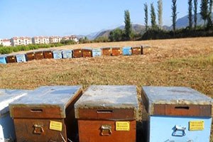 Dalaman`da Arı Kovanı Desteklemeleri Ödeniyor