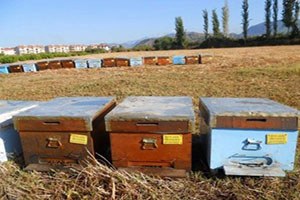 Dalaman`da Arı Kovanı Desteklemeleri Ödeniyor.