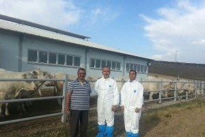 Dap Projesinden Destekli Etçi Şarole Irkı Büyükbaş Hayvanlar Geldi