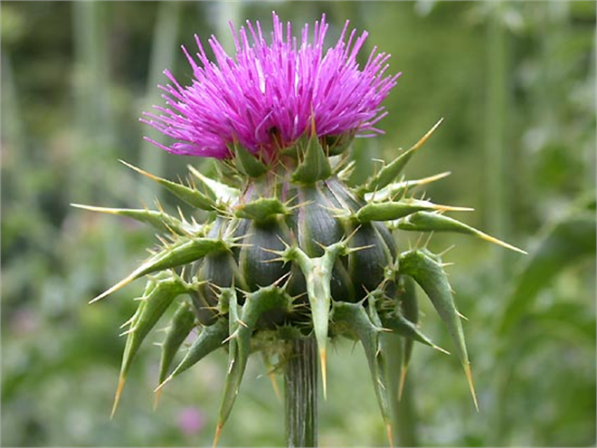 Kenger Otunun Faydaları