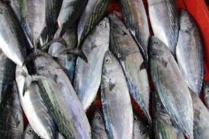 Doğu Karadenizli Palamuda Doyacak