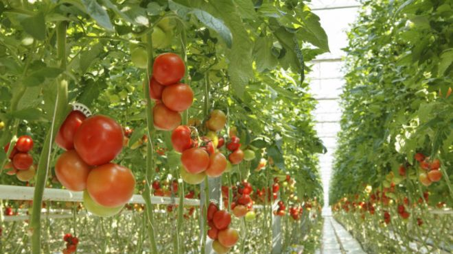 Topraksız Tarımın İlkeleri Nelerdir ?