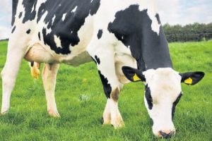 Ette ithalat olmazsa 70`li yıllara döneriz