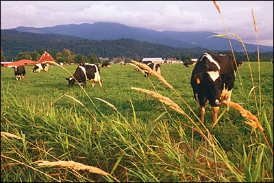 Tarım Arazileri Hayvancılık İçin Kullanılıyor