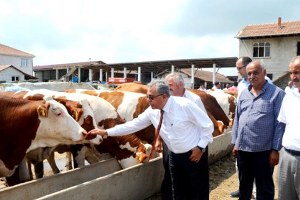 İthal Edilen 50 İnekten Günlük Bin Litre Süt Alacak