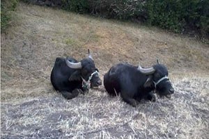 Karadeniz`de Manda Sayısı Arttı