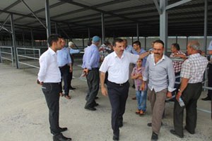 Kavak`ta Hayvan Pazarı