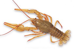 Altın Kerevit`İn Genetiği Çıkarılıyor