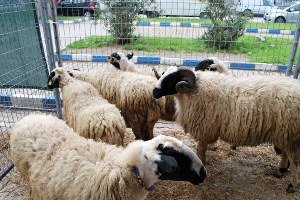 Koyun Keçi Desteklemeleri İçin Başvuru Uyarısı