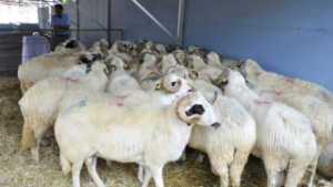 32 Adet Damızlık Koç Dağıtıldı