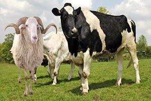 2015 Kurbanlık Fiyatları