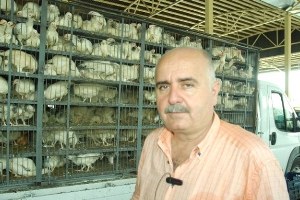 Manavgat Ziraat Odası 4 Bin Tane Tavuk Dağıttı