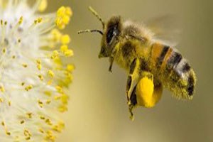Ordu Artan Terör Olayları, Gezginci Arıcıları Tedirgin Ediyor
