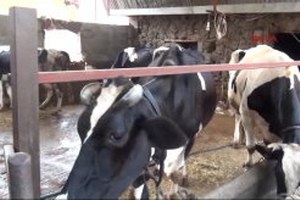 Osmaniye Fıskiye ile Serinletilen İneklerde Süt Verimi Artı