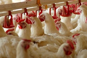 Manisa`ya `Tavukçuluk Osb` Kurma Çalışmaları