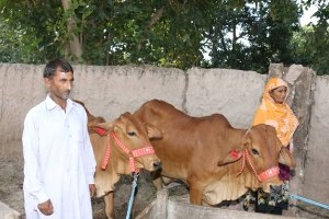 Tika`nın Desteğiyle Pakistan`da Evde Süt Üretimi Teşvik Ediliyor