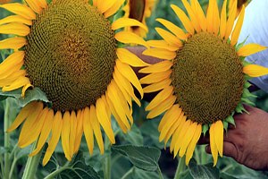 `Düşük rekolte, yağda fiyat artışı beklentisi yarattı`