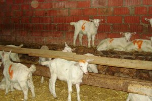 Zamanında küpeleme yaptırmayanlara 731 lira idari para cezası