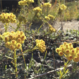 Altın Renginde Bir Hayat İksiri : Ölmez Çiçek