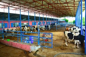 Adanalı Yetiştiriciler Hayvan Pazarı İstiyor