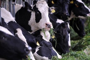 Ağrı`dan 160 Bin Kurbanlık Gönderildi