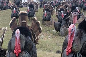 Akseki`de `Hindi Yetiştiriciliği Projesi` Yürütülüyor