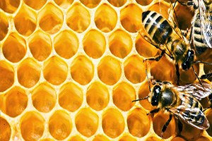 Azerbaycan`da Arıcılık Projelerı Devam Edıyor