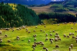 Bayburt`ta Mera Islahı Çalışmaları