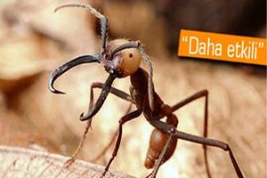 Büyük Böceklere Karşı Karınca Ordusu Kurdular