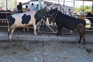 Büyükbaş Hayvan Sayısı 2015`in Haziran Ayında 14,7 Milyon Baş Oldu