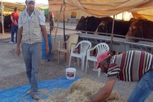 Devletin İthal Et Söylemi Market Ya da Kasabı Değil Köylüyü Vurdu