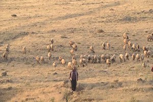 Şanlıurfa`da Hayvancılık Sektörü Eski Günlerine Döndü