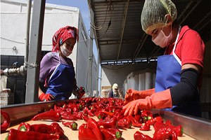 İnegöl`den Hollanda`ya Salça İhracatı