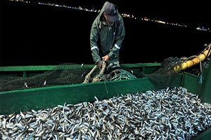 İstavrit Balıkçının Yüzünü Güldürdü