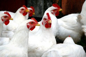 Kanatlıda Küçük Ölçekli Satışlar İçin Kurallar Belirlendi