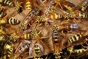 Kanserde Yeni Umut: Eşek Arısı Zehri