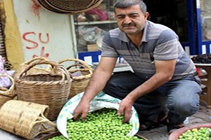 Kilis`te Sofralık Zeytin Piyasada