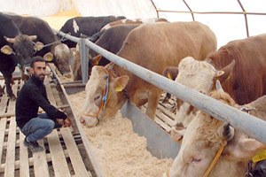 Köylerimiz 50 Yıldır Göç Verince Hayvan Varlığı Yarı Yarıya Azaldı`