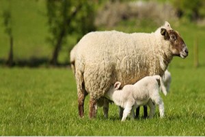 Koyun Ve Keçilerde Verimliliği Artırma Projesi