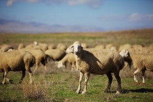 Koyunculuğun Gelişmesinin Önündeki En Büyük Engel Mera Sıkıntısı