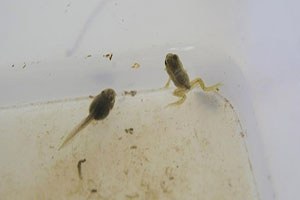 Kültür Kurbağası Yetiştirip İhraç Edecekler