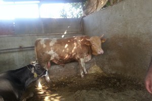 Kurbanlık Satışları Üreticinin Yüzünü Güldürdü