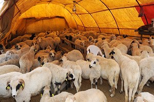 26.4 Milyon Kurbanlık Kayıt Altına Alındı